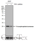 Anti-Triosephosphate isomerase antibody [C2C3], C-term used in Western Blot (WB). GTX104618