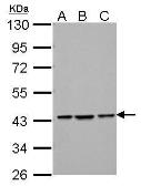 Anti-Bif-1 antibody [C2C3], C-term used in Western Blot (WB). GTX104636