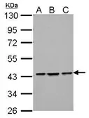 Anti-Bif-1 antibody [C2C3], C-term used in Western Blot (WB). GTX104636