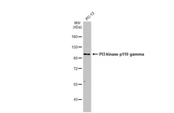 Anti-PI3 kinase p110 gamma antibody [C3], C-term used in Western Blot (WB). GTX104639