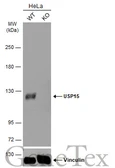 Anti-USP15 antibody [C3], C-term used in Western Blot (WB). GTX104644
