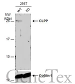 Anti-CLPP antibody [C2C3], C-term used in Western Blot (WB). GTX104656