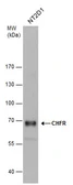 Anti-CHFR antibody [C3], C-term used in Western Blot (WB). GTX104667