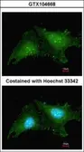 Anti-RNF25 antibody [C2C3], C-term used in Immunocytochemistry/ Immunofluorescence (ICC/IF). GTX104668