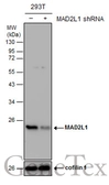 Anti-MAD2L1 antibody [C2C3], C-term used in Western Blot (WB). GTX104680