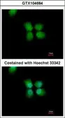 Anti-ORC4L antibody [C3], C-term used in Immunocytochemistry/ Immunofluorescence (ICC/IF). GTX104684
