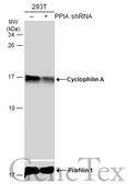 Anti-Cyclophilin A antibody [C1C3] used in Western Blot (WB). GTX104698