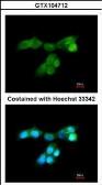 Anti-DUSP10 antibody [C3], C-term used in Immunocytochemistry/ Immunofluorescence (ICC/IF). GTX104712
