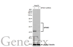 Anti-SPHK1 antibody [C3], C-term used in Western Blot (WB). GTX104724