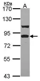 Anti-TRIF antibody [C3], C-term used in Western Blot (WB). GTX104744