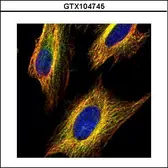 Anti-VDAC2 antibody [C2C3], C-term used in Immunocytochemistry/ Immunofluorescence (ICC/IF). GTX104745
