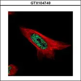 Anti-MAML1 antibody [N1], N-term used in Immunocytochemistry/ Immunofluorescence (ICC/IF). GTX104748