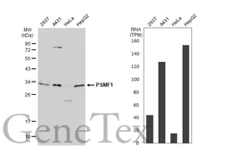 Anti-PSMF1 antibody [C2C3], C-term used in Western Blot (WB). GTX104760