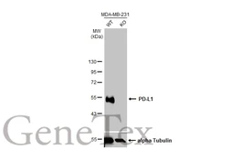 Anti-PD-L1 antibody used in Western Blot (WB). GTX104763