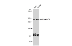 Anti-Plexin D1 antibody [C3], C-term used in Western Blot (WB). GTX104765