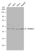 Anti-Flotillin 1 antibody [C3], C-term used in Western Blot (WB). GTX104769