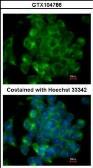 Anti-SIPA1 antibody [C3], C-term used in Immunocytochemistry/ Immunofluorescence (ICC/IF). GTX104786