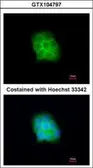 Anti-Amisyn antibody [N1N2], N-term used in Immunocytochemistry/ Immunofluorescence (ICC/IF). GTX104797