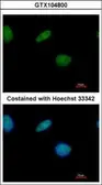 Anti-LXR beta antibody [N1], N-term used in Immunocytochemistry/ Immunofluorescence (ICC/IF). GTX104800