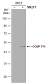 Anti-COUP TF1 antibody [N1], N-term used in Western Blot (WB). GTX104801