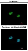 Anti-IRF5 antibody [C3], C-term used in Immunocytochemistry/ Immunofluorescence (ICC/IF). GTX104852