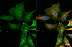 Anti-FBXL2 antibody [N1], N-term used in Immunocytochemistry/ Immunofluorescence (ICC/IF). GTX104864