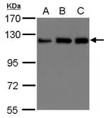 Anti-KIF5B antibody [C3], C-term used in Western Blot (WB). GTX104874