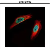 Anti-CLIC4 antibody used in Immunocytochemistry/ Immunofluorescence (ICC/IF). GTX104888