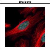 Anti-ZNF38 antibody [N2C2], Internal used in Immunocytochemistry/ Immunofluorescence (ICC/IF). GTX104915