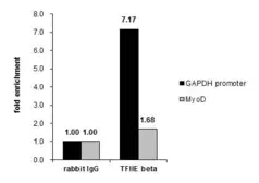 Anti-TFIIE beta antibody used in ChIP assay (ChIP assay). GTX105029
