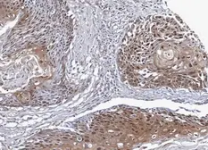 Anti-NSFL1C antibody [N1C2] used in IHC (Paraffin sections) (IHC-P). GTX105035