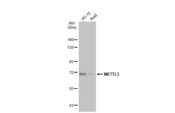 Anti-METTL3 antibody [N2C2], Internal used in Western Blot (WB). GTX105037