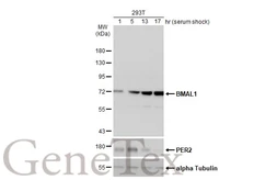 Anti-BMAL1 antibody [N1N3] used in Western Blot (WB). GTX105060