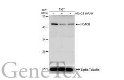 Anti-HDAC8 antibody [N1C2] used in Western Blot (WB). GTX105074