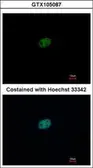 Anti-RFC2 antibody used in Immunocytochemistry/ Immunofluorescence (ICC/IF). GTX105087