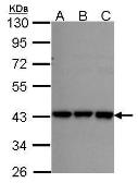 Anti-RFC2 antibody used in Western Blot (WB). GTX105087