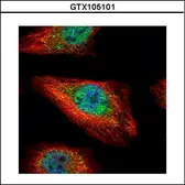 Anti-SMAD5 antibody [N2C2], Internal used in Immunocytochemistry/ Immunofluorescence (ICC/IF). GTX105101