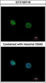 Anti-NR2C2 antibody used in Immunocytochemistry/ Immunofluorescence (ICC/IF). GTX105119