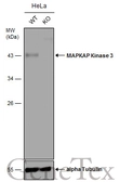 Anti-MAPKAP Kinase 3 antibody [N2C3] used in Western Blot (WB). GTX105147