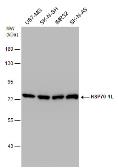 Anti-HSP70 1L antibody [C1C3] used in Western Blot (WB). GTX105164