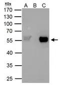 Anti-TAF7 antibody used in Immunoprecipitation (IP). GTX105174