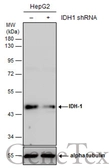 Anti-IDH1 antibody used in Western Blot (WB). GTX105179