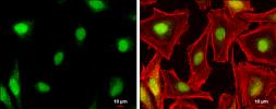 Anti-NR0B1 antibody used in Immunocytochemistry/ Immunofluorescence (ICC/IF). GTX105193