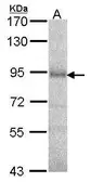 Anti-DPRP1 antibody [N3C2], Internal used in Western Blot (WB). GTX105200
