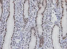 Anti-NANS antibody [N1C3] used in IHC (Paraffin sections) (IHC-P). GTX105223