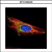 Anti-Hexokinase 1 antibody used in Immunocytochemistry/ Immunofluorescence (ICC/IF). GTX105248