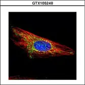 Anti-Hexokinase 1 antibody used in Immunocytochemistry/ Immunofluorescence (ICC/IF). GTX105248