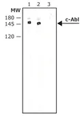 Anti-c-Abl antibody [ABL-148] used in Western Blot (WB). GTX10528