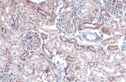Anti-FDPS antibody [N1C3] used in IHC (Paraffin sections) (IHC-P). GTX105301