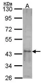Anti-SKAP55 antibody used in Western Blot (WB). GTX105327